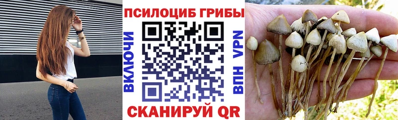 Псилоцибиновые грибы мухоморы  хочу   блэк спрут зеркало  Питкяранта 